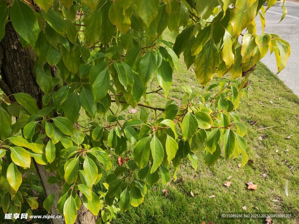 绿叶繁茂的树枝