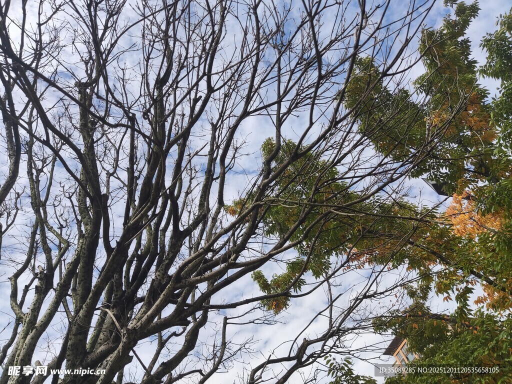 枯树与绿树相映的景致