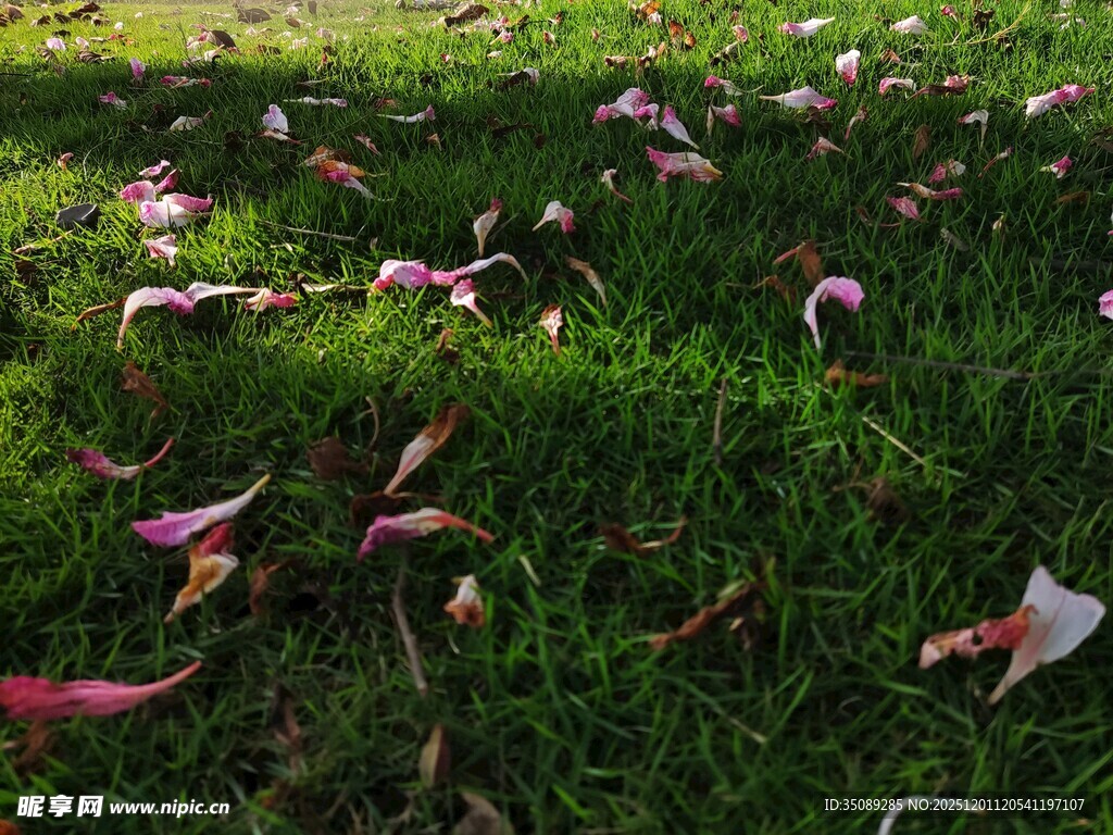 草地上散落的彩色花瓣