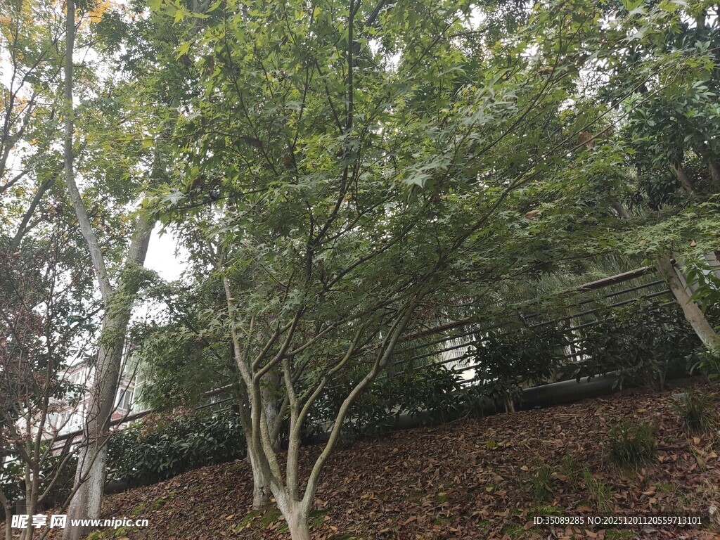 户外葱郁树木景观