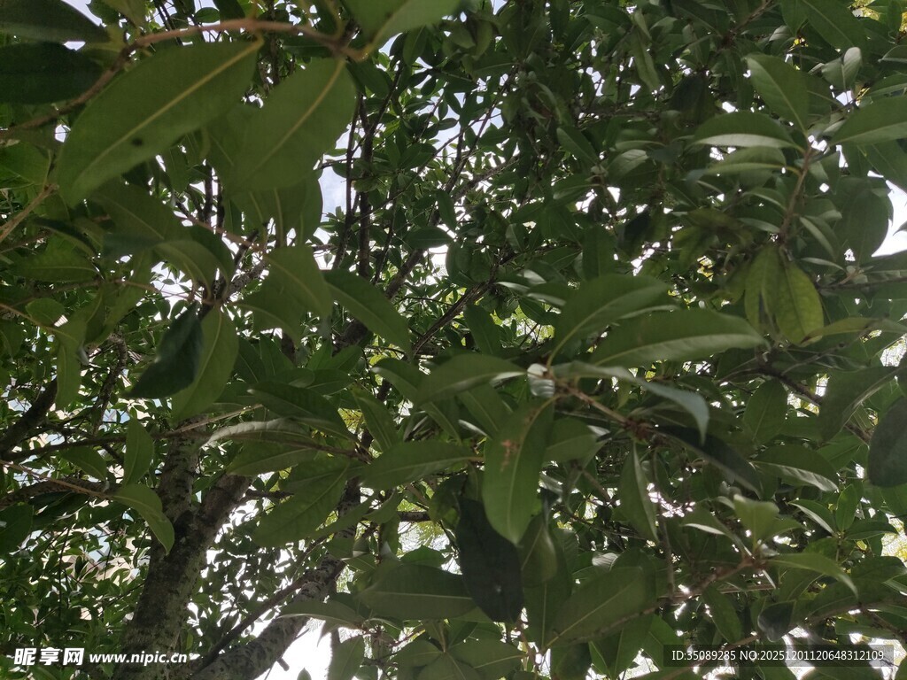 繁茂绿叶间的光影世界