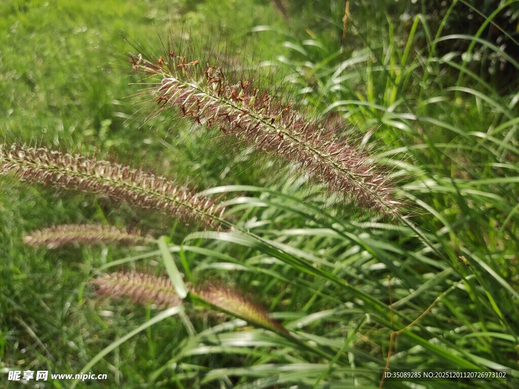 草丛中的棕色植物