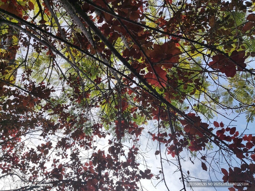 仰视雪覆红叶树枝景