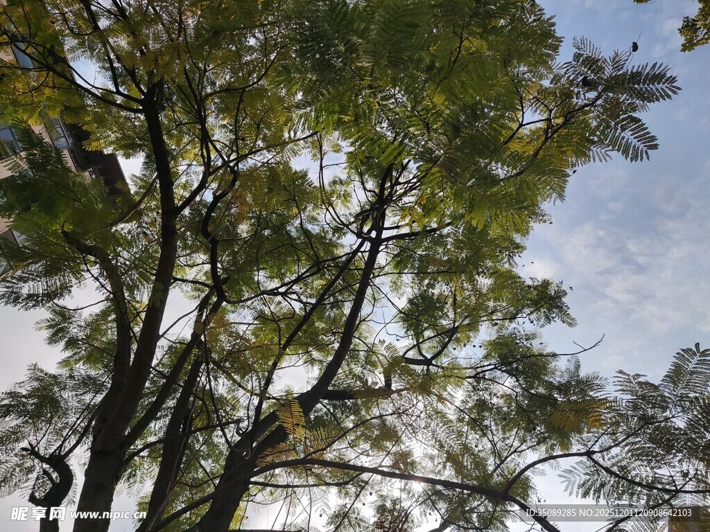 仰视繁茂绿树与蓝天