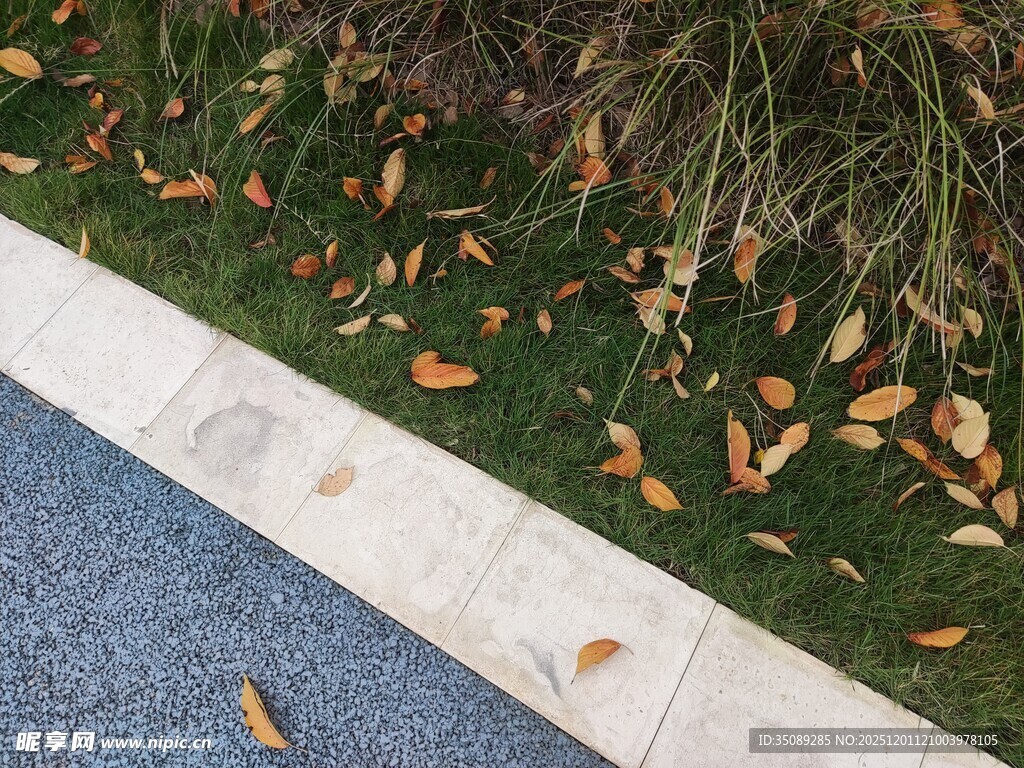 路边落叶与草地的景致