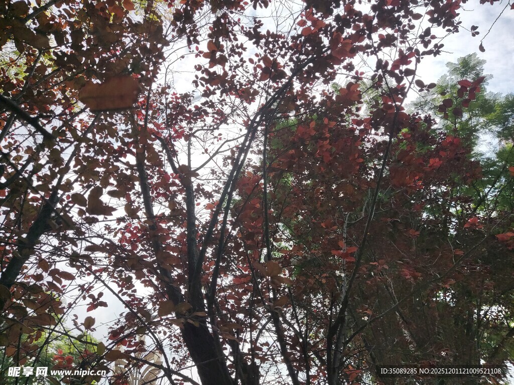 秋日红叶树木景致