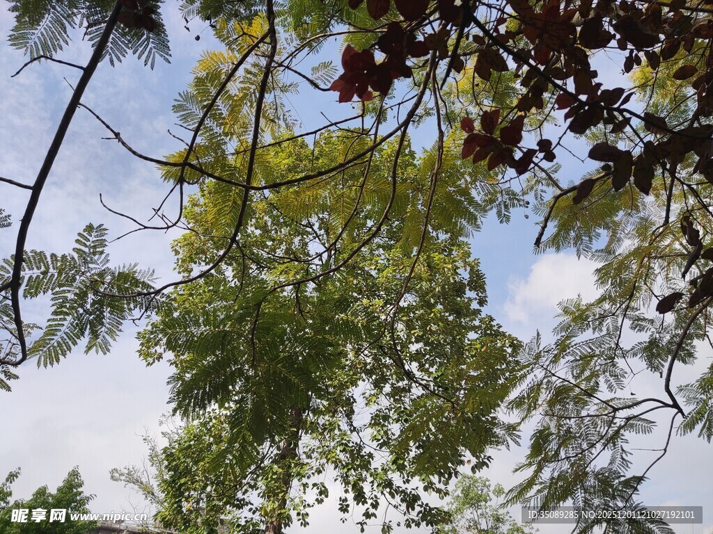 仰视葱郁树木与蓝天白云