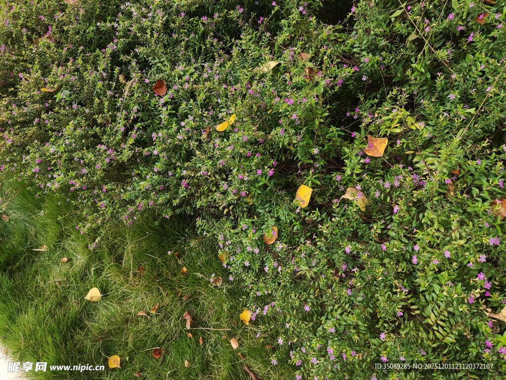 翠绿植被中的零星黄叶
