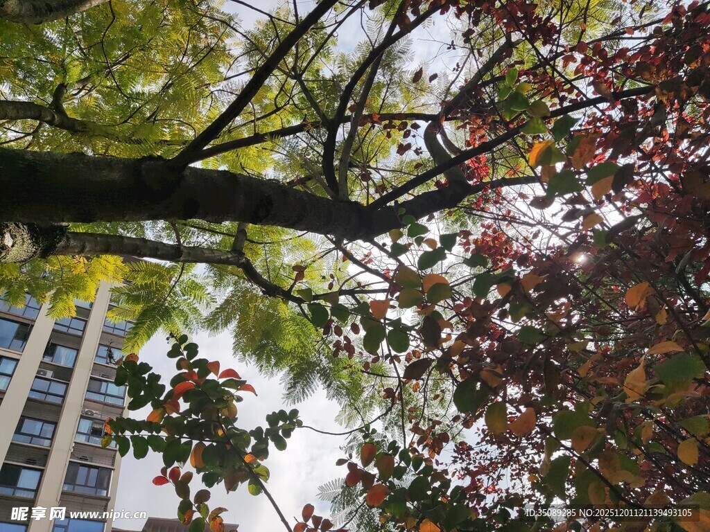 城市中繁茂的多彩树木