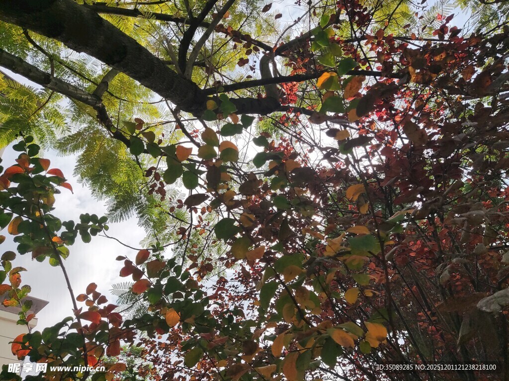 秋日斑斓树枝景象