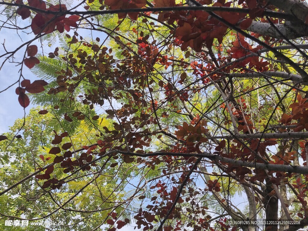 秋日多彩树叶景观