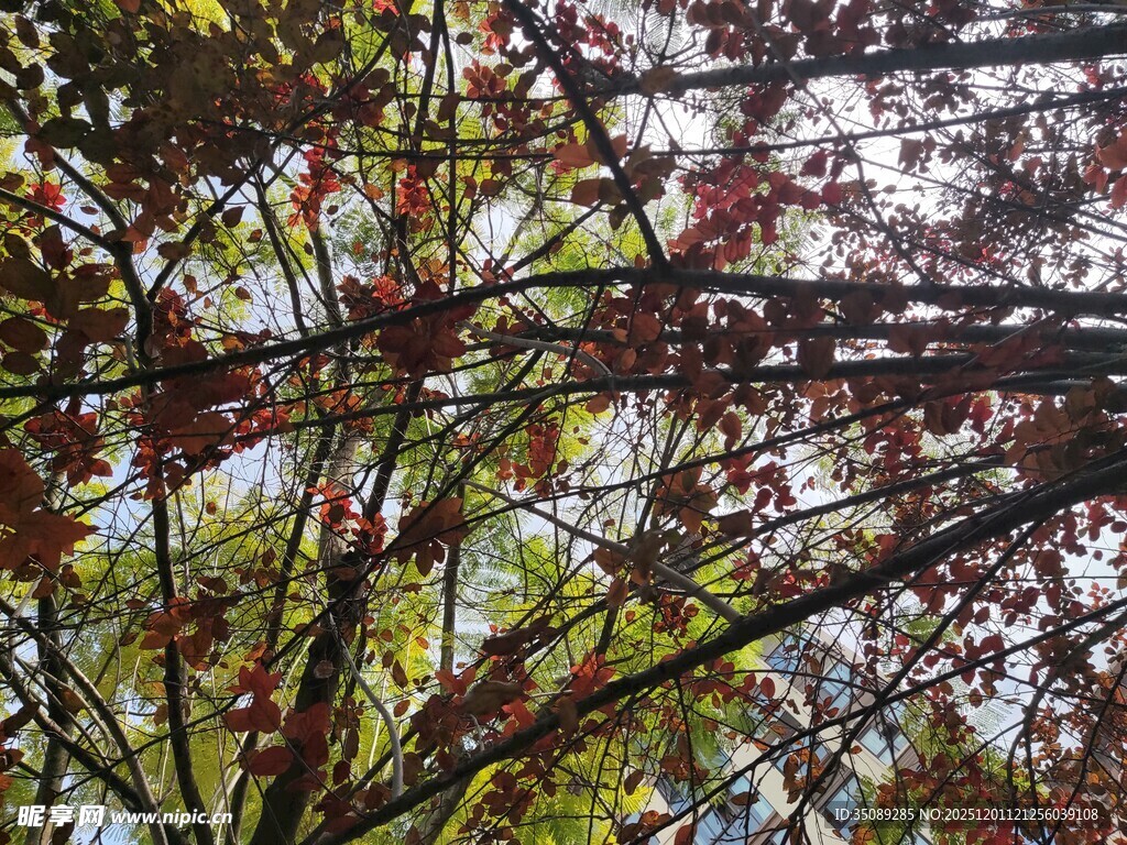 枝头红叶映蓝天