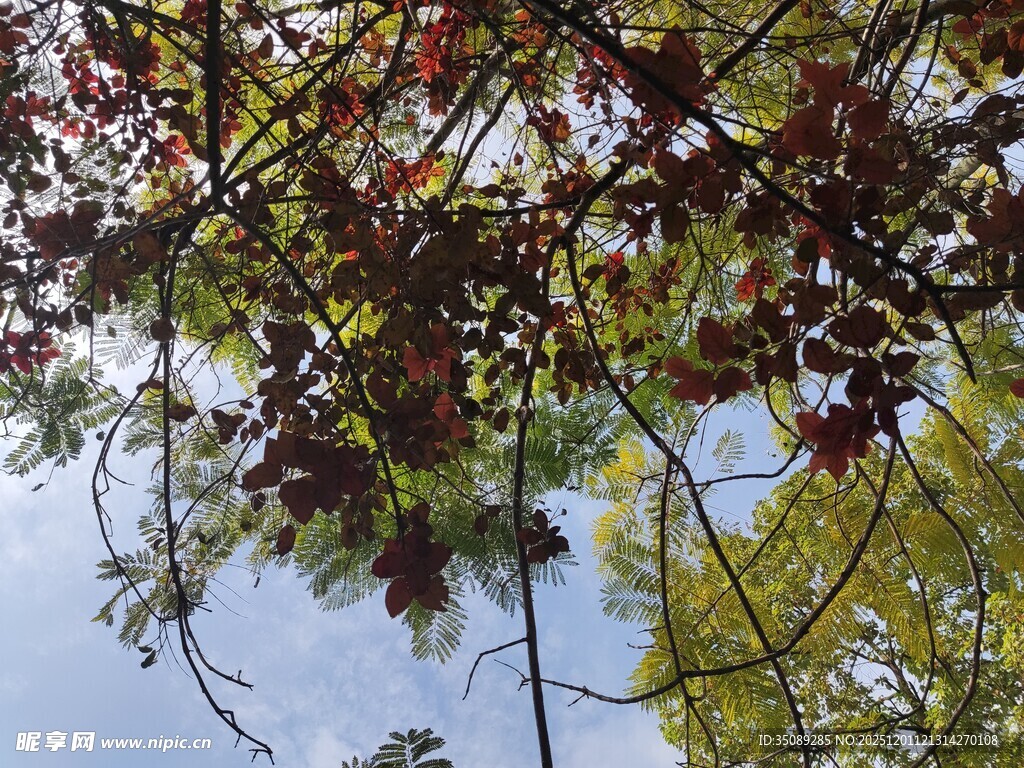 枝头红叶映蓝天
