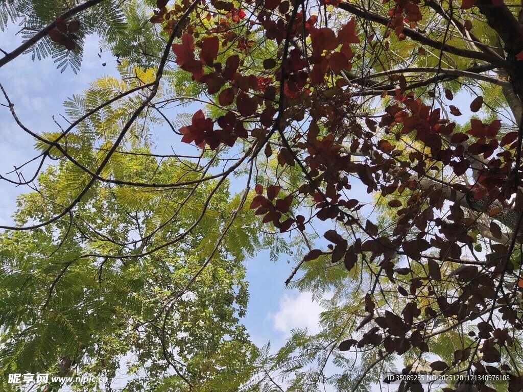 枝叶繁茂的树木景观