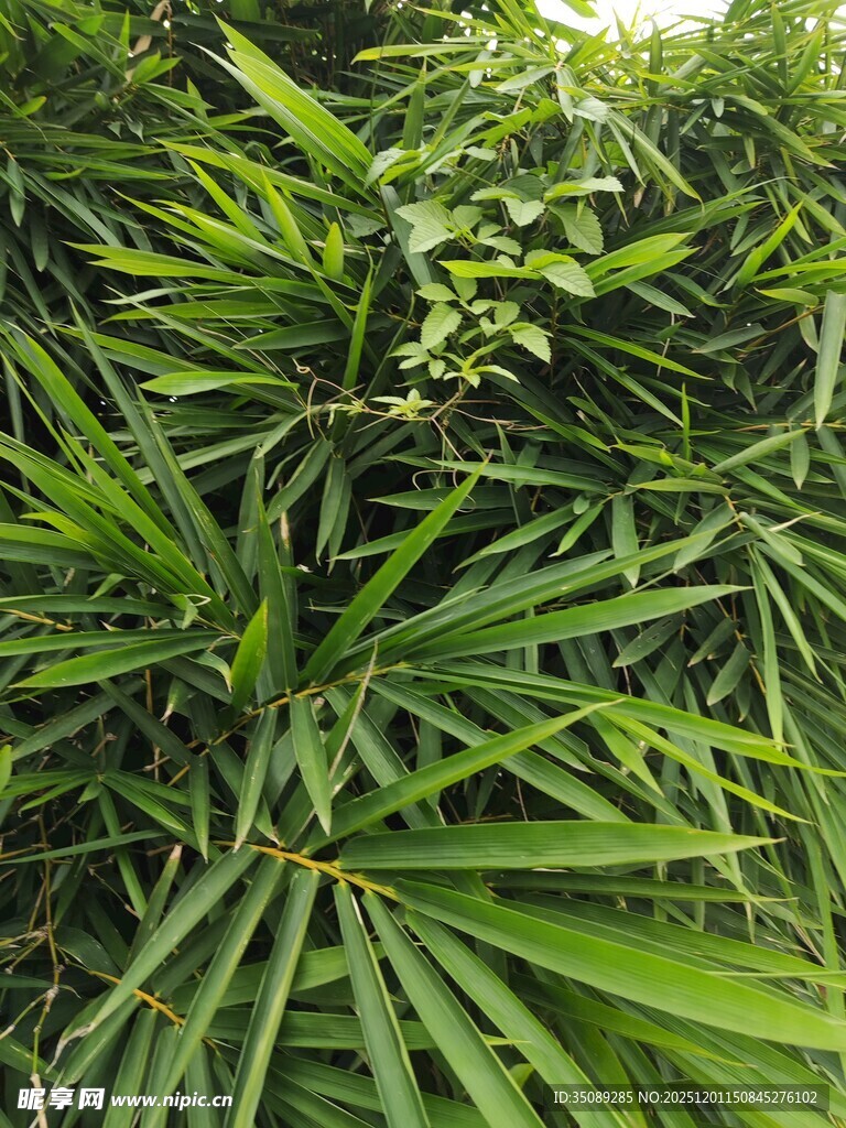 翠绿竹叶尽显自然生机