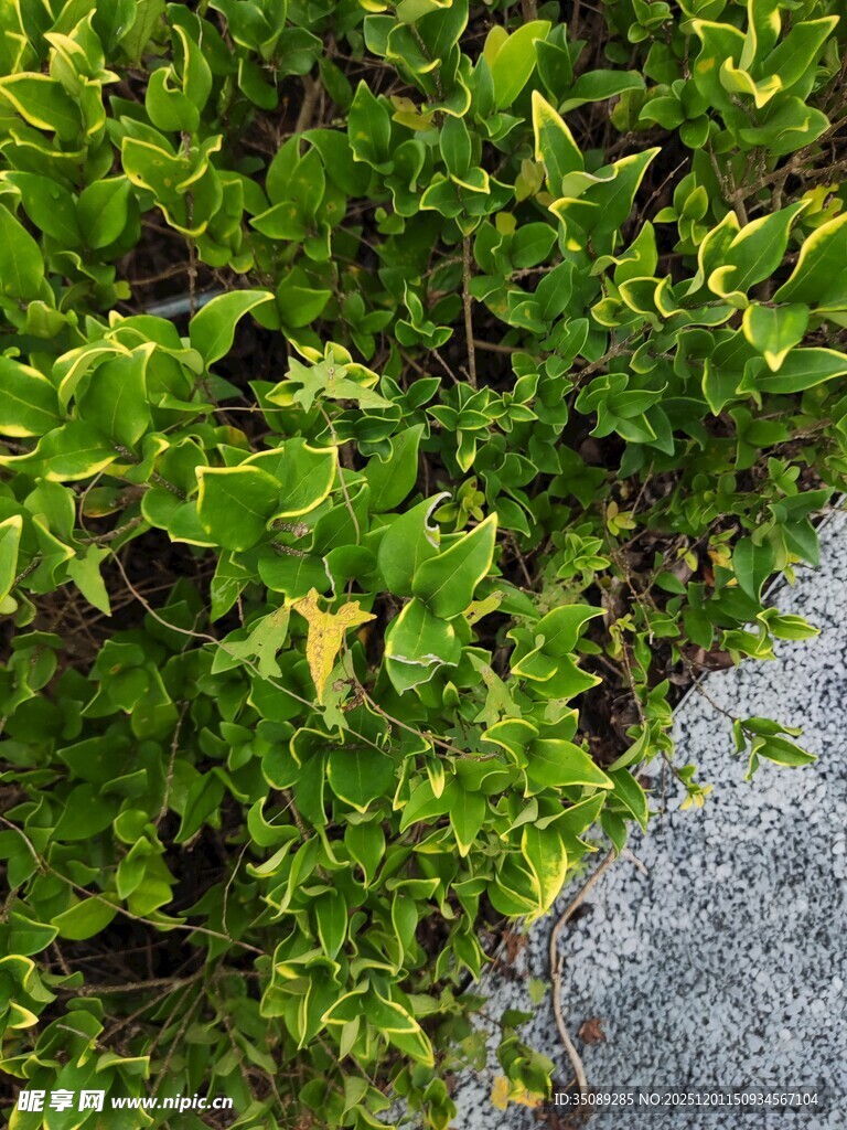 翠绿植物与灰色路面景观