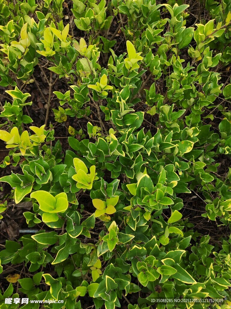 翠绿繁茂的绿植景观