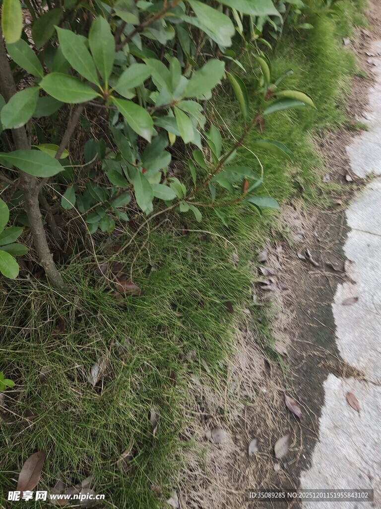 路边绿植景象