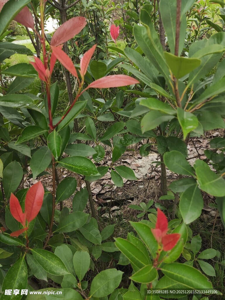 绿叶间的艳丽红色花卉
