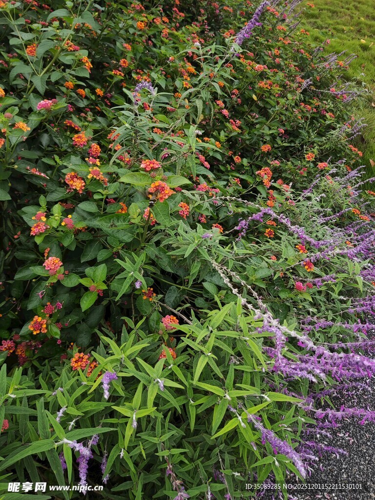 多彩花卉装点的繁茂植物