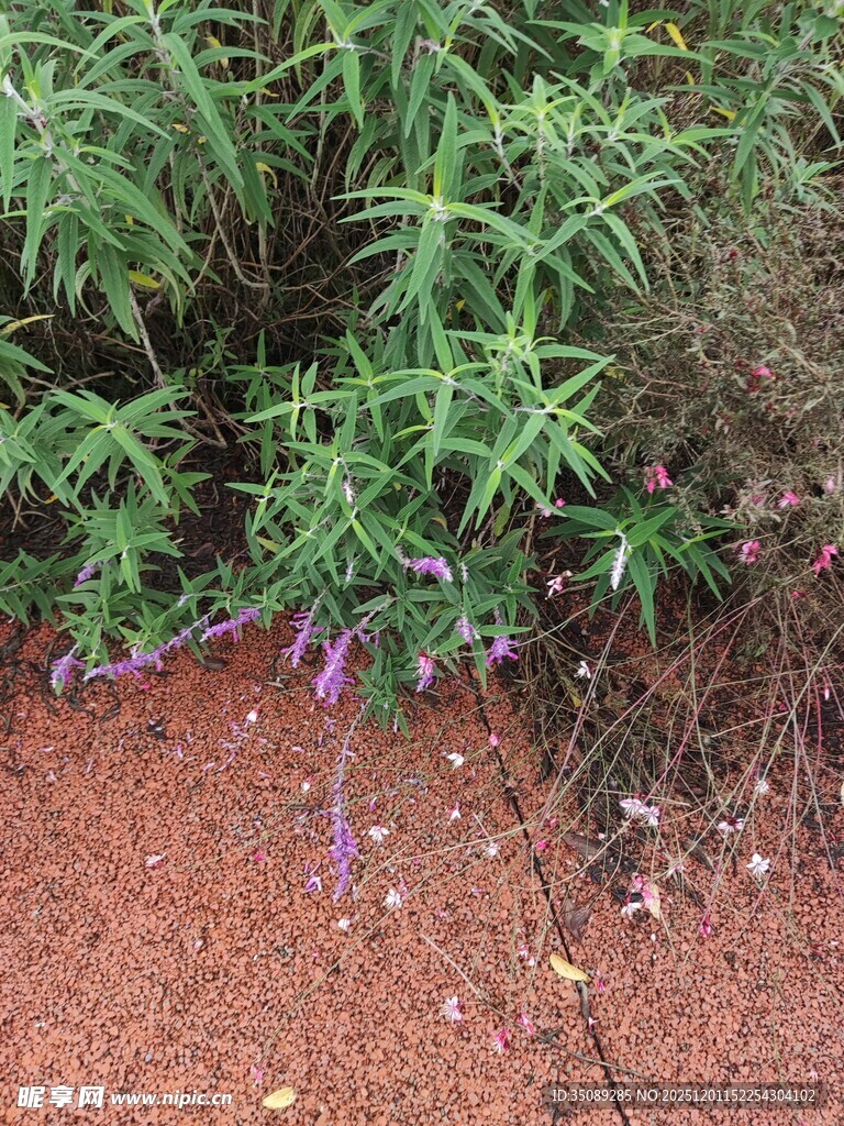 红土地上的绿植与紫色小花