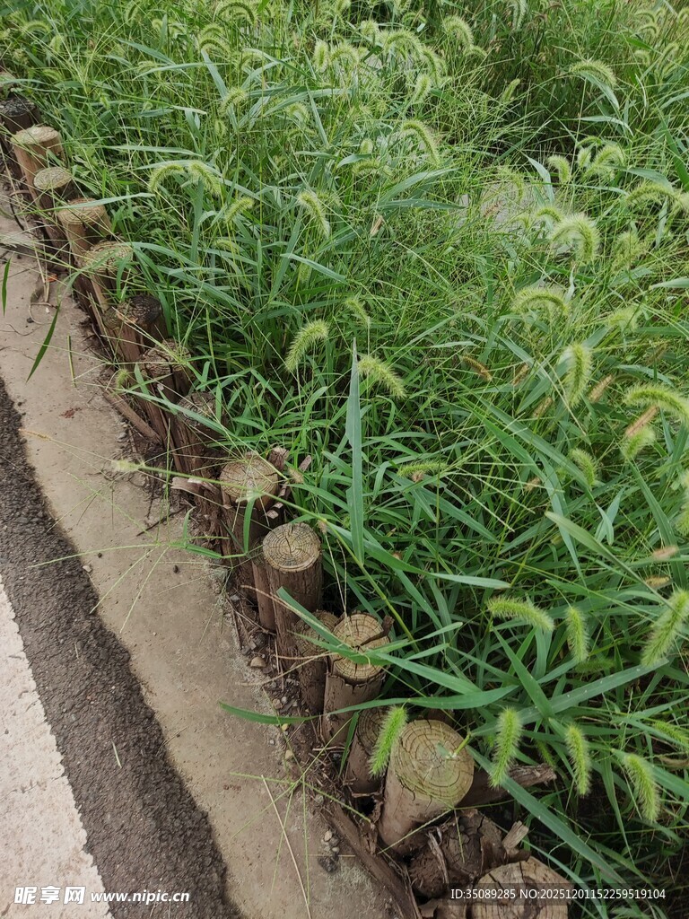 田边绿意盎然的植物景观