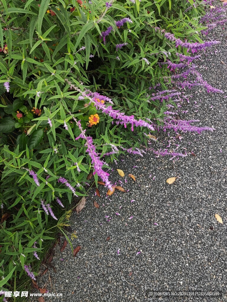 路边紫色花卉与绿植相伴
