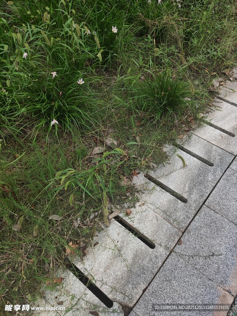 石板路旁的蓬勃青草