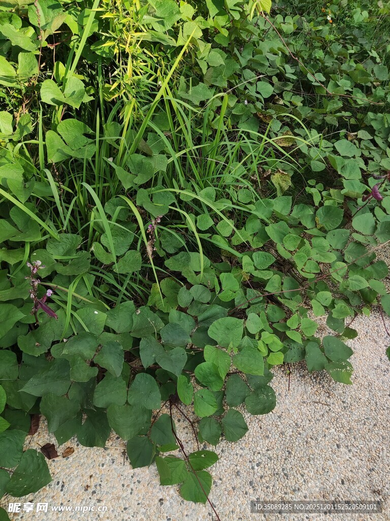 翠绿三叶草铺满地面