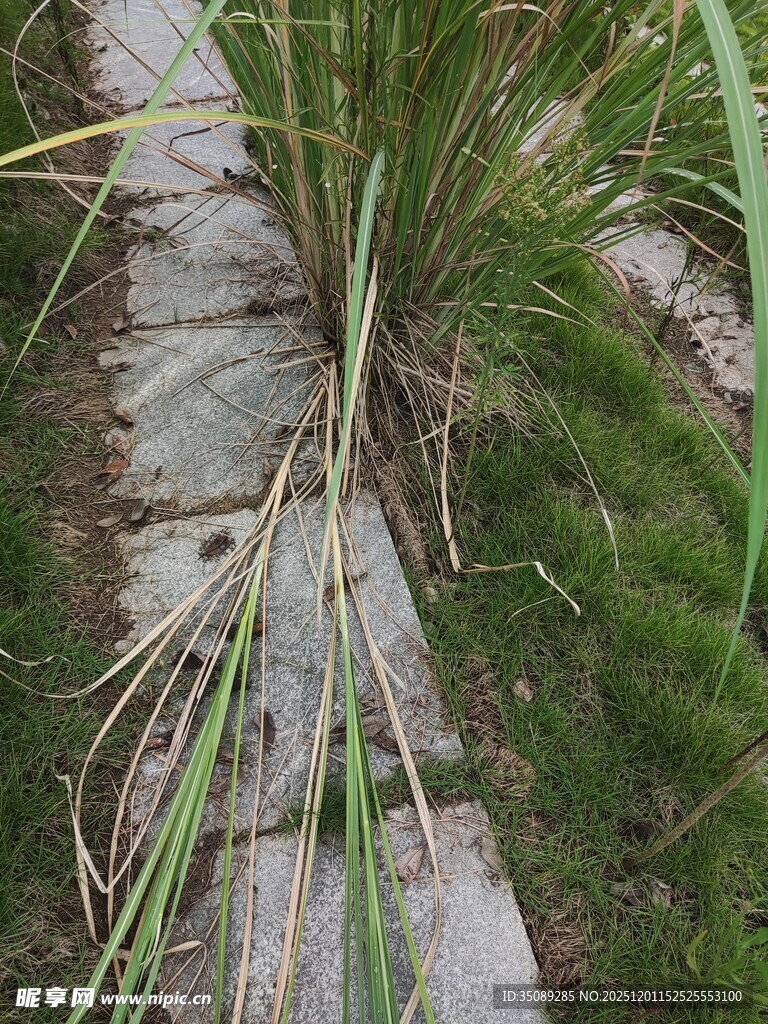 石板间生长的翠绿野草