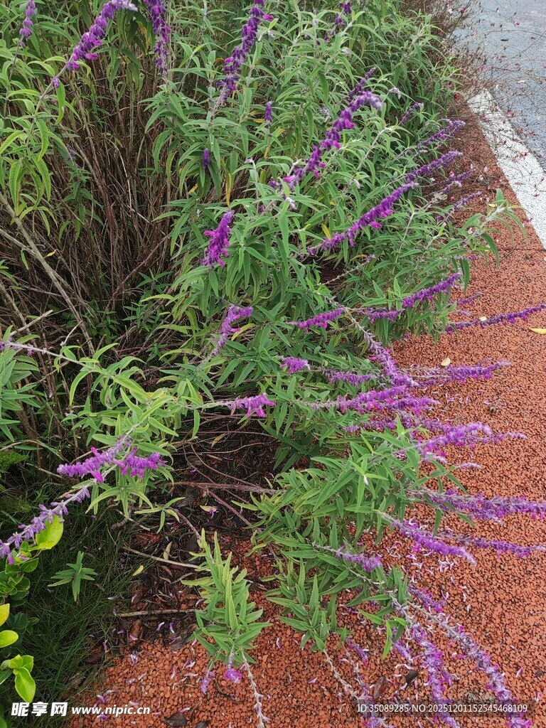 紫色花卉植物特写