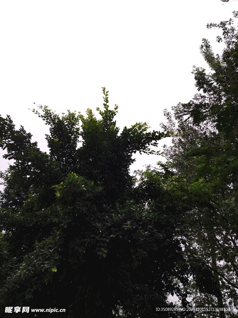 茂密树林中的绿意景象