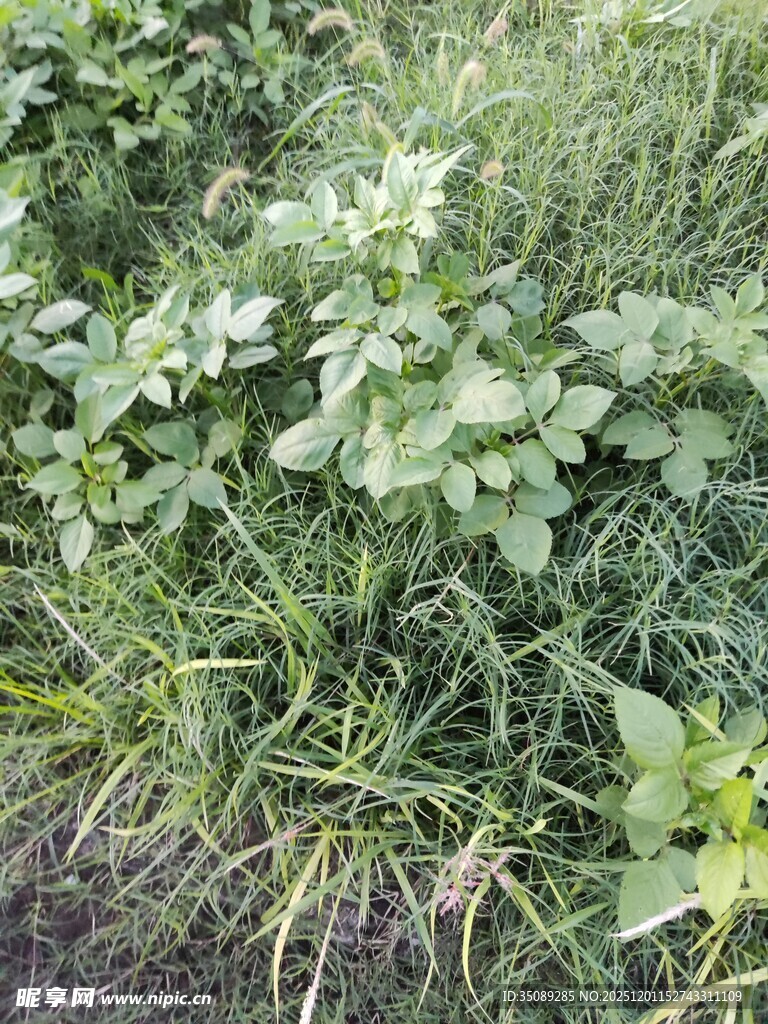 野外生长的绿色植物