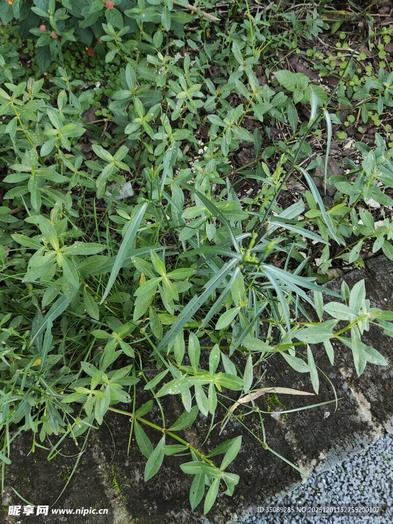 嫩绿植物生长于地面