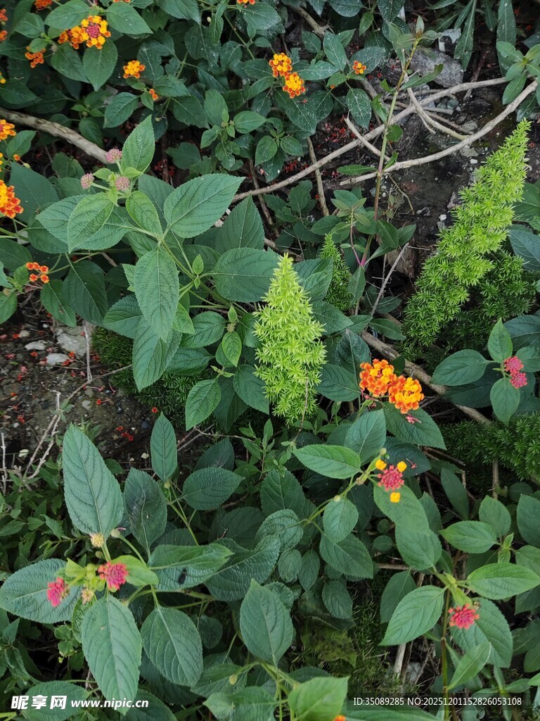 绿叶间的橙色小花绽放