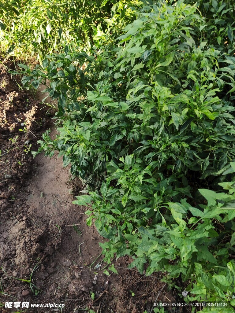 绿意盎然的植物小径