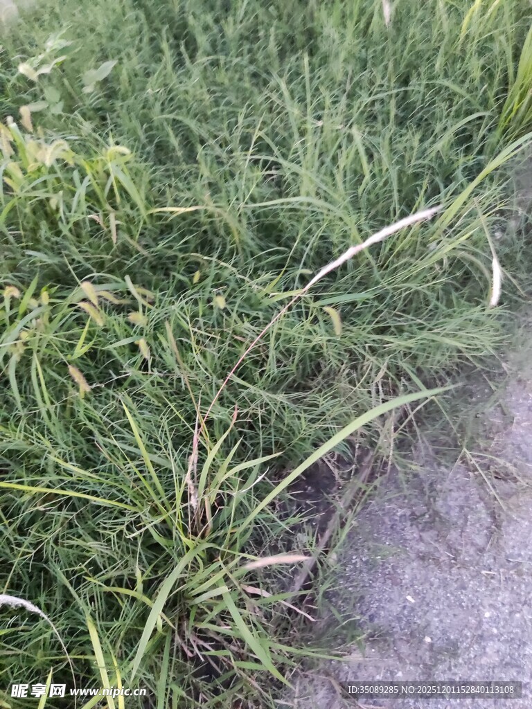 路边翠绿茂盛的青草