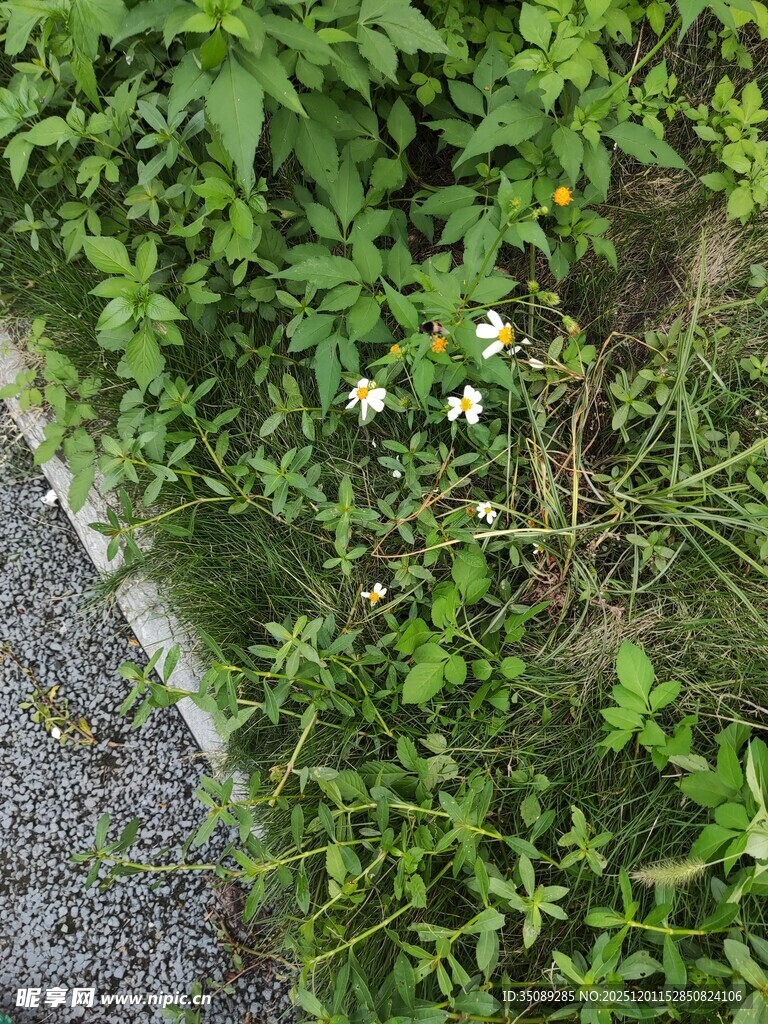 路边绿植中的白色小花