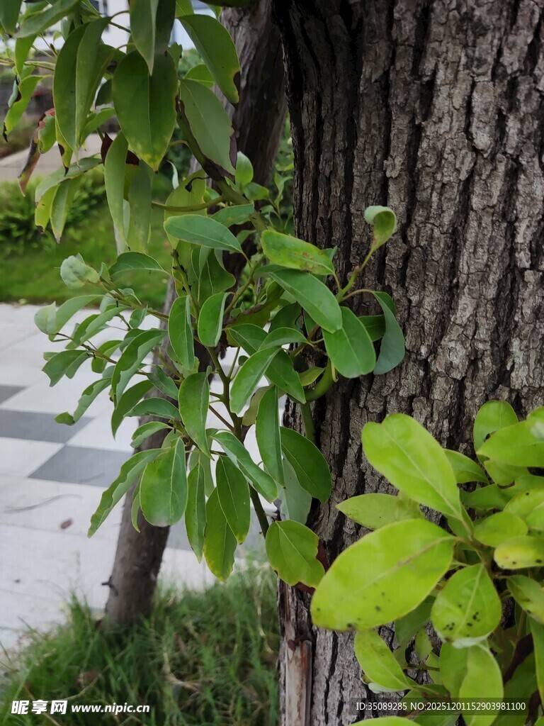 树干旁嫩绿枝叶生机盎然