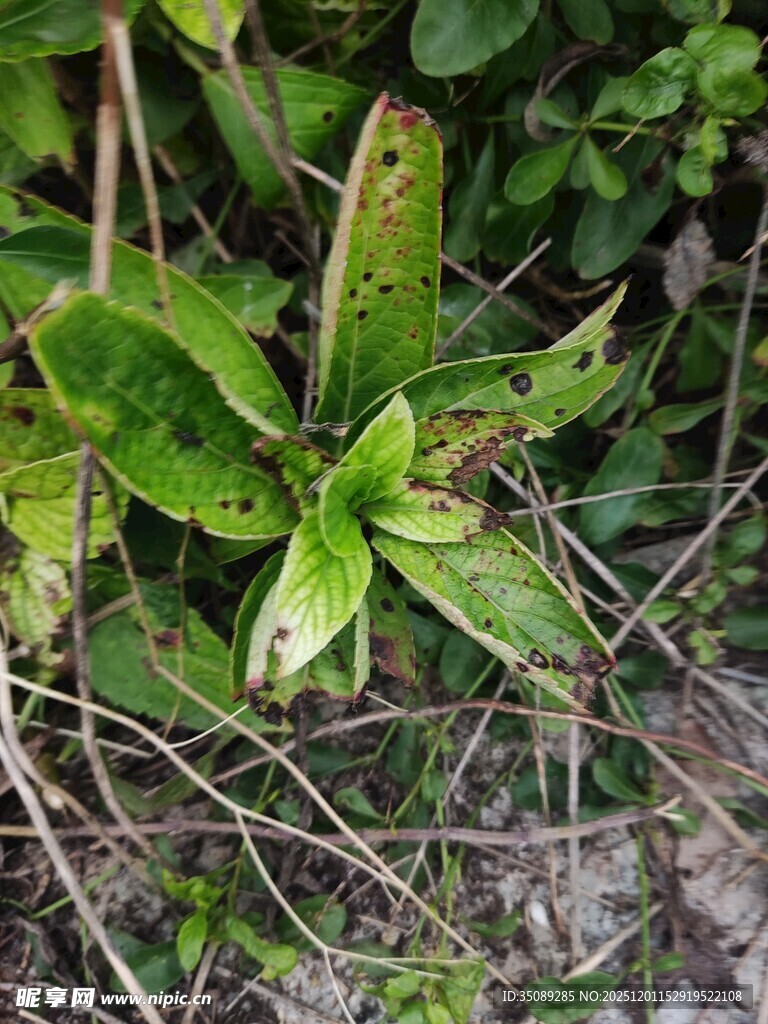 绿叶繁茂的野生植物