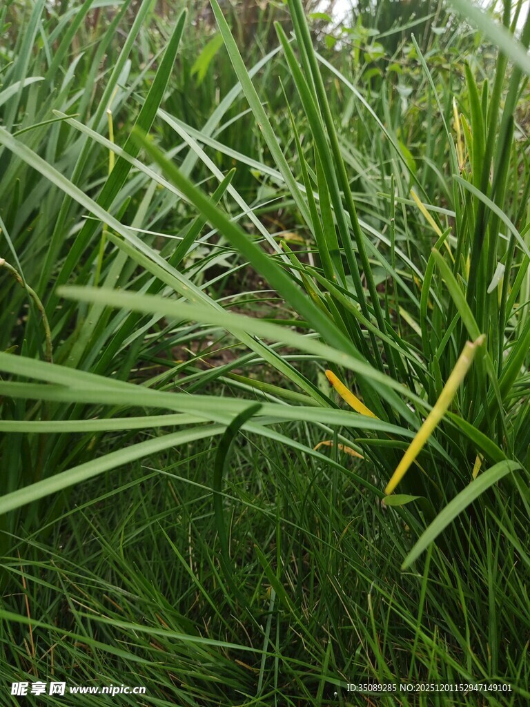 茂密草丛中的黄色植物