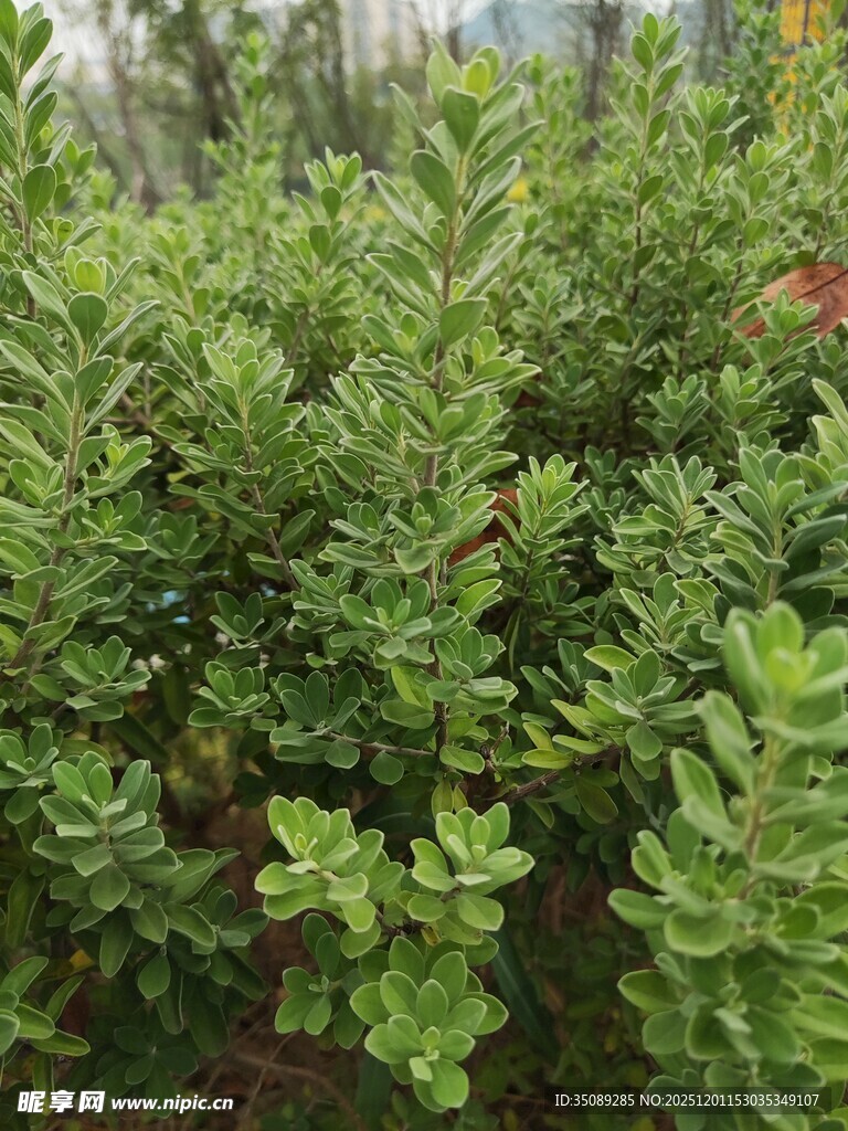 翠绿繁茂的灌木丛