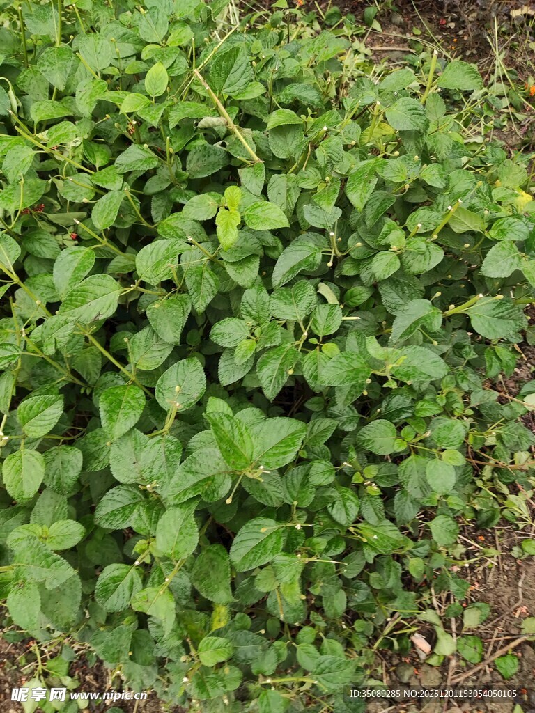 绿叶繁茂的植物景观