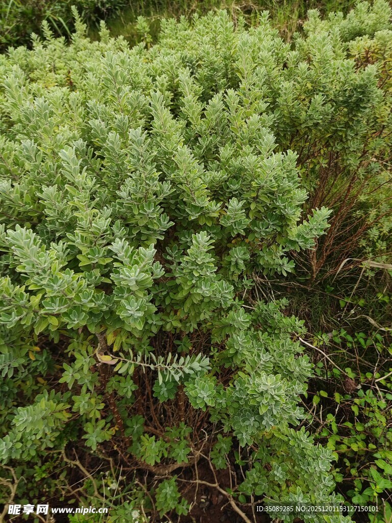 翠绿灌木丛景观