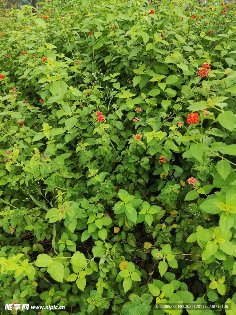 绿叶丛中点点红