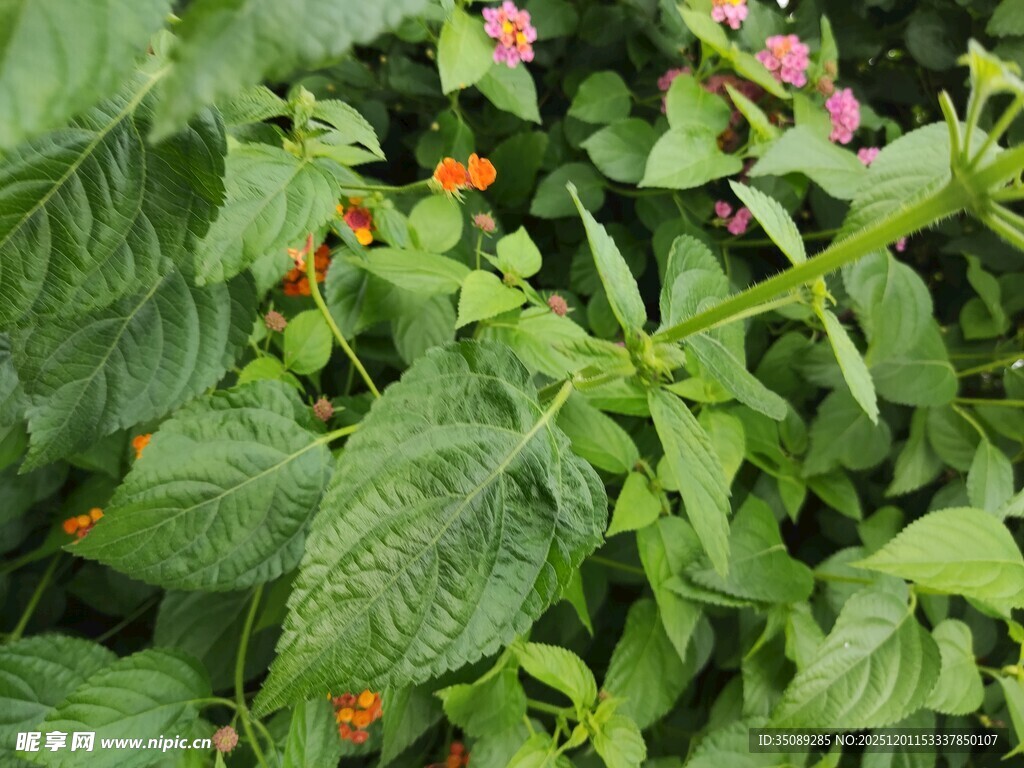 绿叶丛中的多彩小花