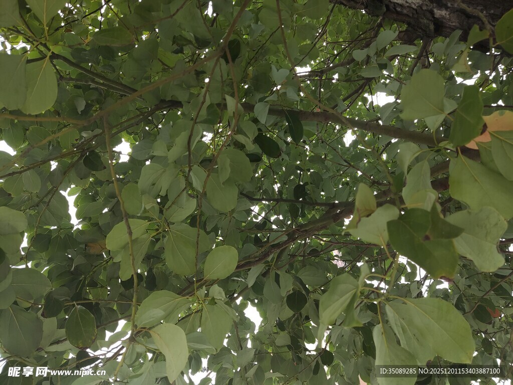 仰视繁茂绿叶景观