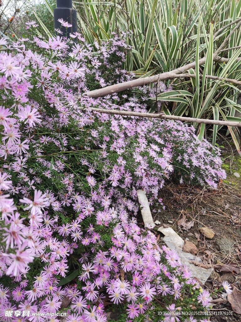 紫色花卉绽放于绿植间