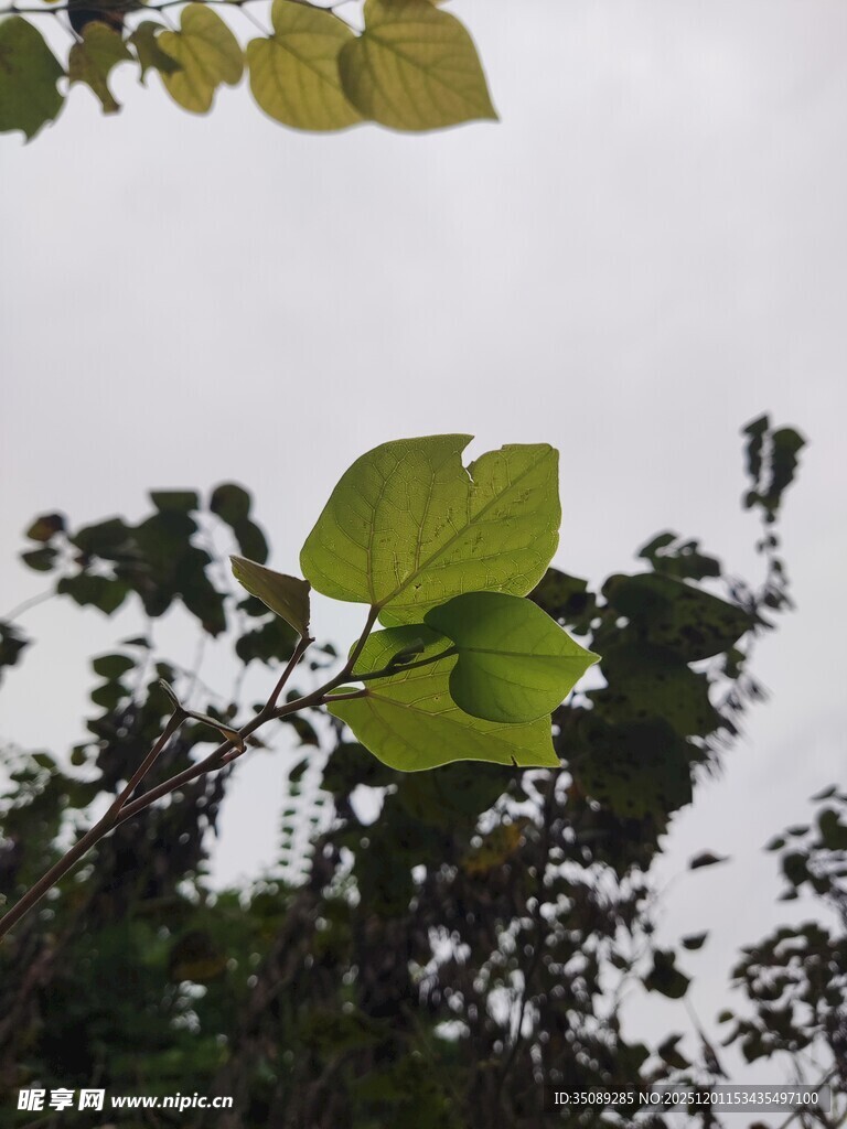 绿叶繁茂的植物景象