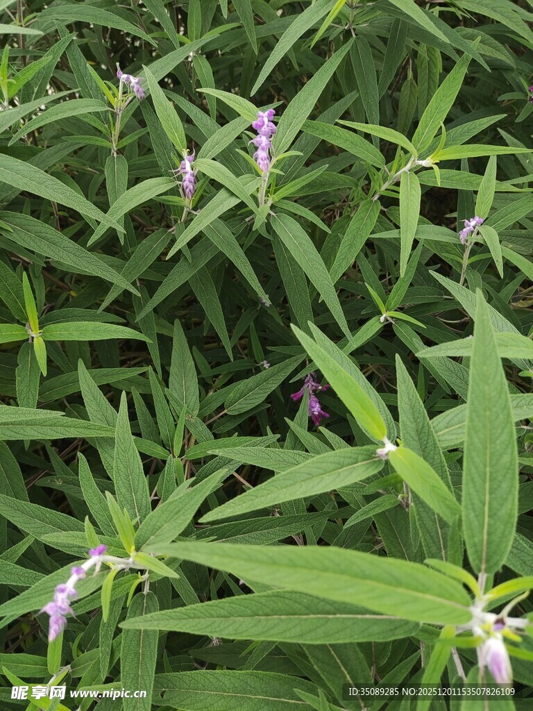 绿叶丛中的紫色小花